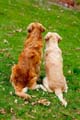 Goldens